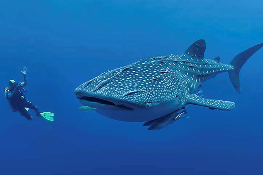 Les requins baleines